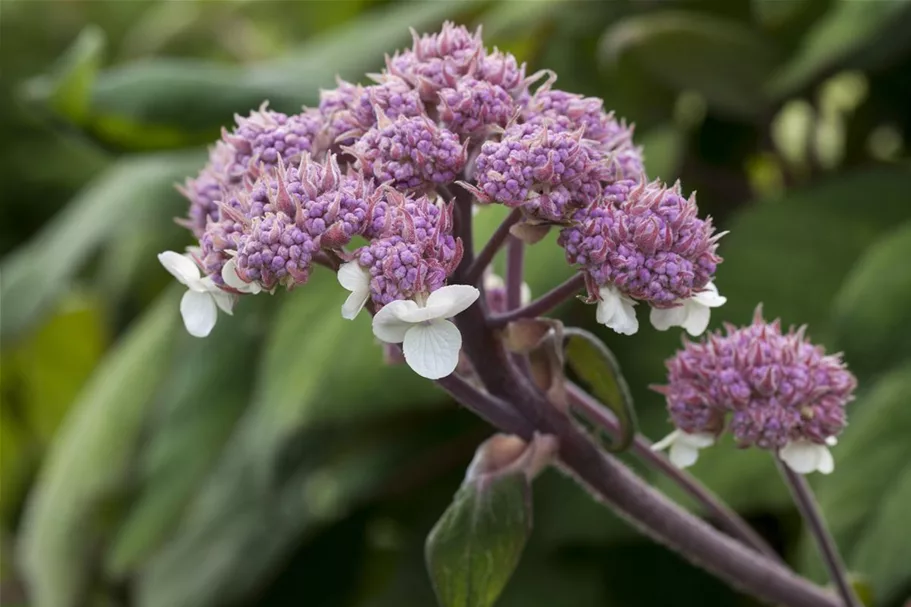 Fellhortensie 'Macrophylla' Topf 12 Liter 80- 100