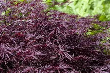 Dunkelroter Schlitzahorn 'Garnet' Topf 4 Liter 30- 40 cm