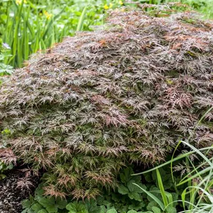 Dunkelroter Schlitzahorn 'Garnet'