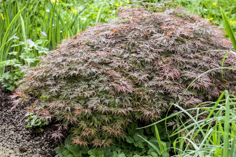 Dunkelroter Schlitzahorn 'Garnet' Topf 4 Liter 30- 40 cm