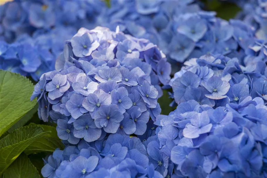 Bauernhortensie, blau Topf 7 Liter 40- 50