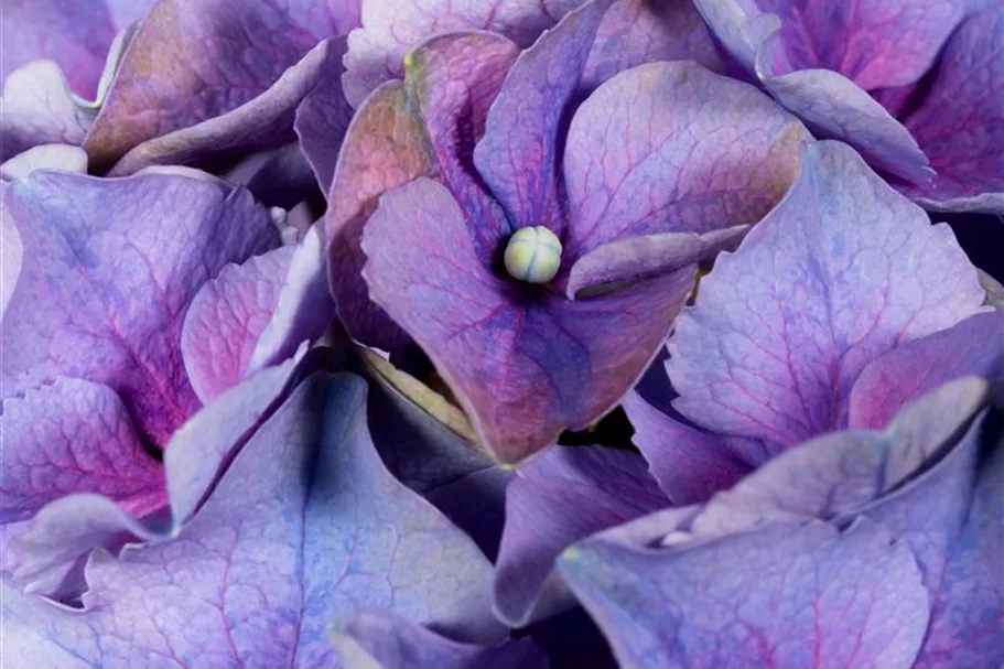 Bauernhortensie, blau Topf 7 Liter 40- 50