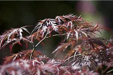 Dunkelroter Schlitzahorn 'Garnet' Topf 4 Liter 30- 40 cm