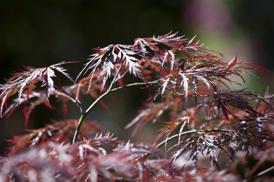 Dunkelroter Schlitzahorn 'Garnet' Topf 4 Liter 30- 40 cm