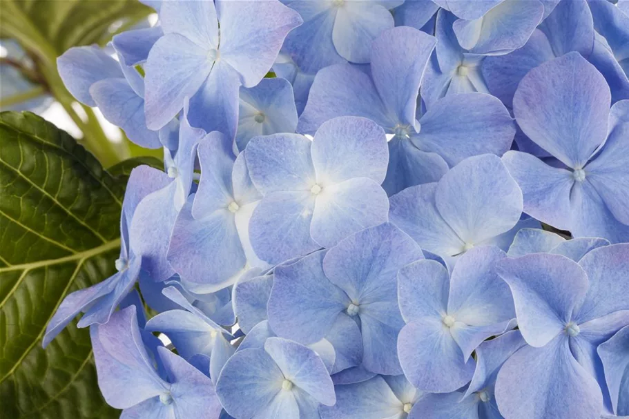 Bauernhortensie, blau Topf 7 Liter 40- 50