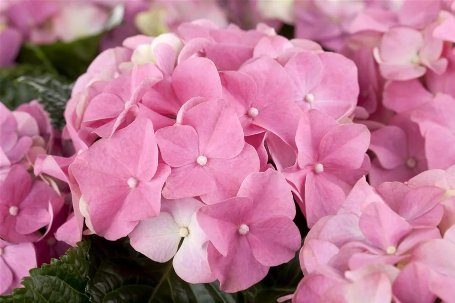 Bauernhortensie, rosa Topf 7,5 Liter 40- 60