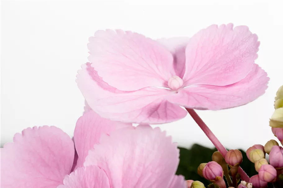 Bauernhortensie, rosa Topf 7,5 Liter 40- 60