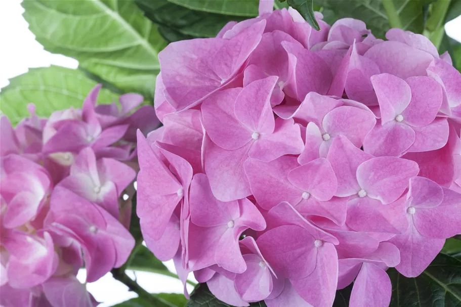 Bauernhortensie, rosa Topf 7,5 Liter 40- 60