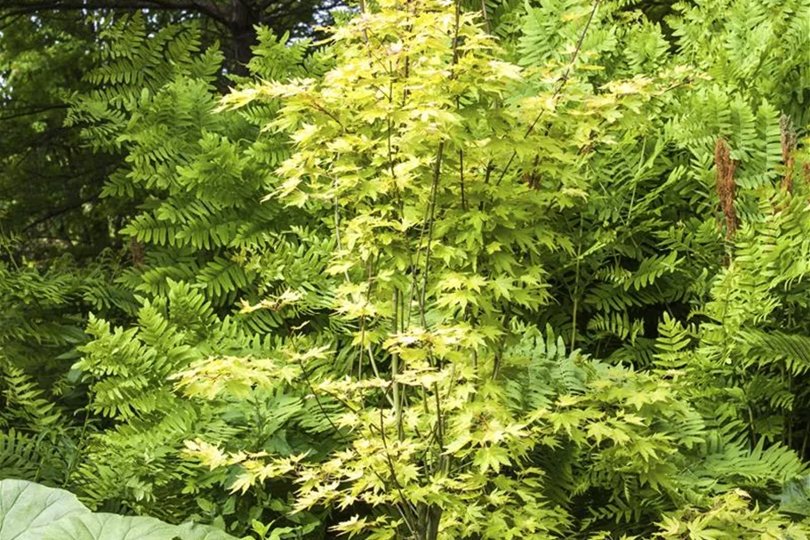 Fächerahorn 'Orange Dream' Topf 4 Liter 40- 60 cm