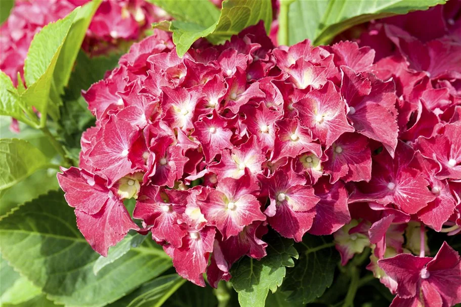 Bauernhortensie, rot Topf 7,5 Liter 40- 60