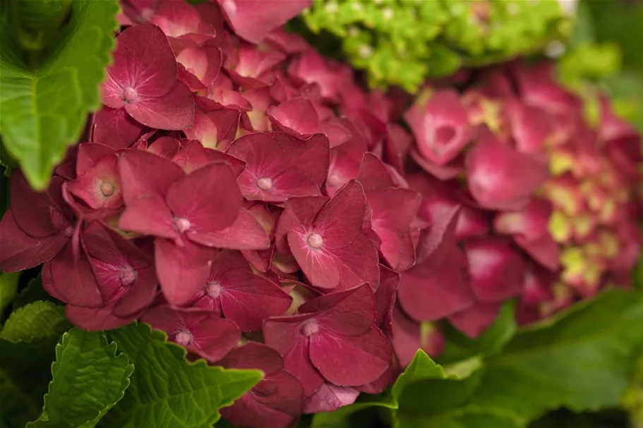 Bauernhortensie, rot Topf 7,5 Liter 40- 60