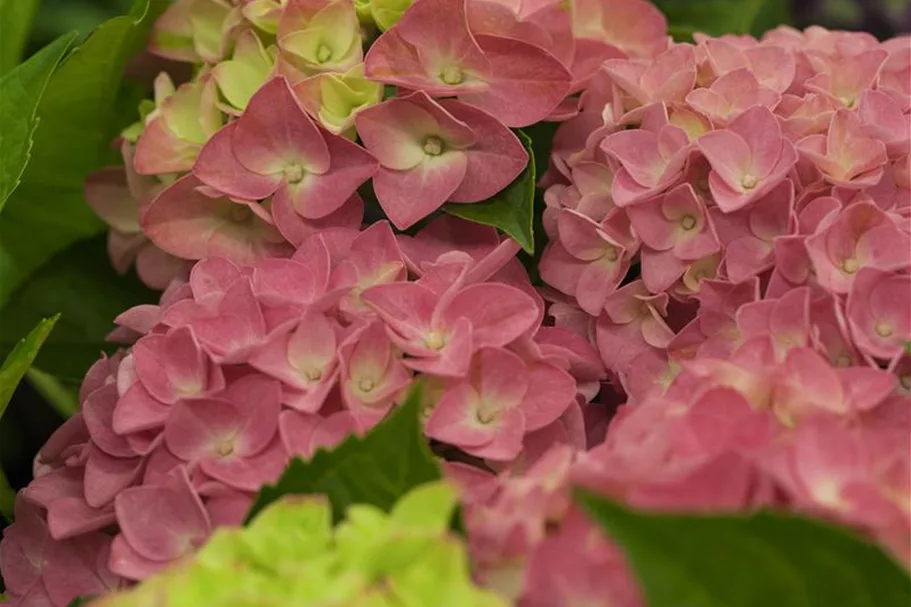 Bauernhortensie, rot Topf 7,5 Liter 40- 60