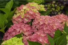 Bauernhortensie, rot Topf 7,5 Liter 40- 60