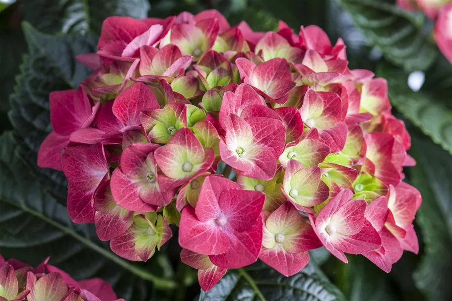 Bauernhortensie, rot Topf 7,5 Liter 40- 60