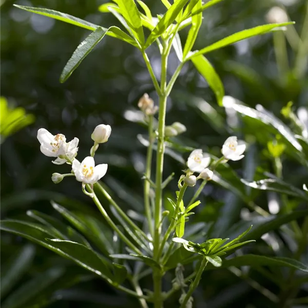 Orangenblume 'Brica'