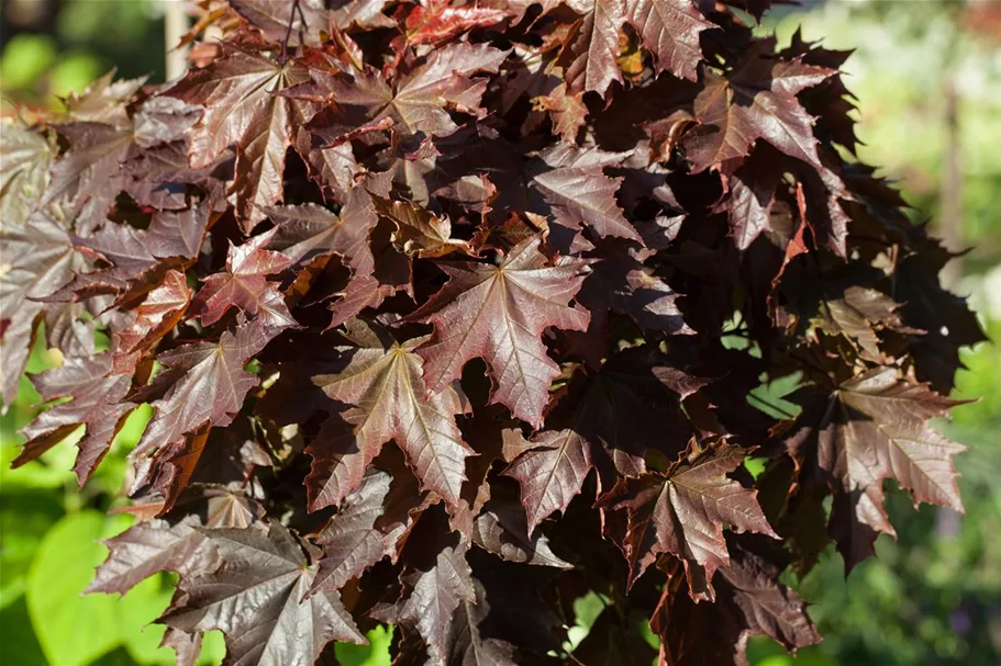 Spitzahorn 'Crimson Sentry' Stamm Topf 20 Liter Krone mehrj. Stammhöhe. 120-