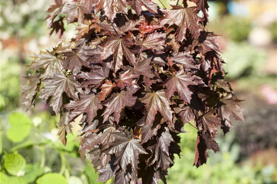 Spitzahorn 'Crimson Sentry' Stamm Topf 20 Liter Krone mehrj. Stammhöhe. 120-