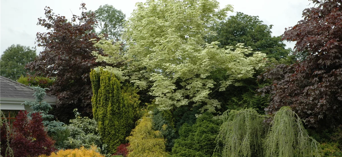 Spitzahorn 'Drummondii' Stamm Topf 20 Lite Krone mehrj. Stammhöhe. 120-