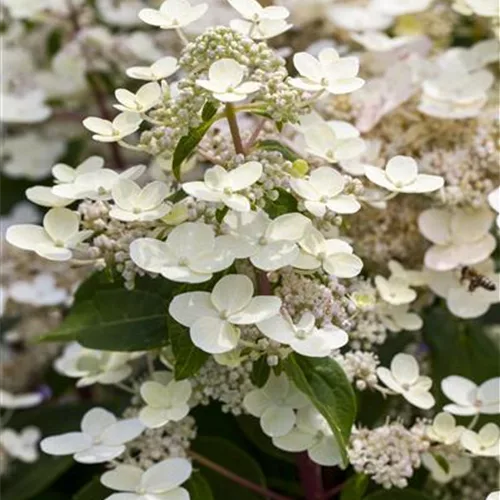 Rispenhortensie 'Confetti'®