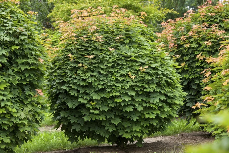 Kugelahorn 'Globosum' Stamm Topf 20 Liter Krone mehrj. Stammhöhe. 120-