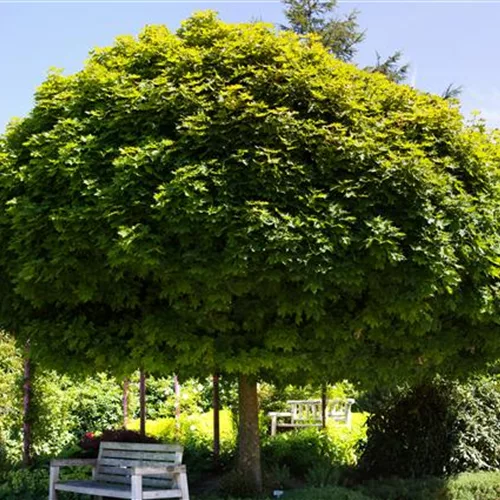 Kugelahorn 'Globosum'