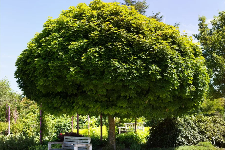 Kugelahorn 'Globosum' Stamm Topf 20 Liter Krone mehrj. Stammhöhe. 120-