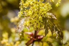 Kugelahorn 'Globosum' Stamm Topf 20 Liter Krone mehrj. Stammhöhe. 120-