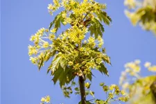 Kugelahorn 'Globosum' Stamm Topf 20 Liter Krone mehrj. Stammhöhe. 120-