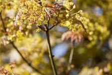 Kugelahorn 'Globosum' Stamm Topf 20 Liter Krone mehrj. Stammhöhe. 120-