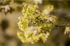 Kugelahorn 'Globosum' Stamm Topf 20 Liter Krone mehrj. Stammhöhe. 120-