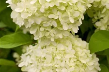 Rispenhortensie 'Limelight' -S- Topf 12 Liter 80- 100