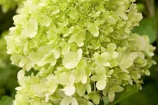 Rispenhortensie 'Limelight' -S- Topf 12 Liter 80- 100