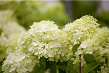 Rispenhortensie 'Limelight' -S- Topf 12 Liter 80- 100