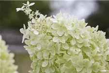 Rispenhortensie 'Limelight' -S- Topf 12 Liter 80- 100