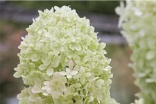 Rispenhortensie 'Limelight' -S- Topf 12 Liter 80- 100