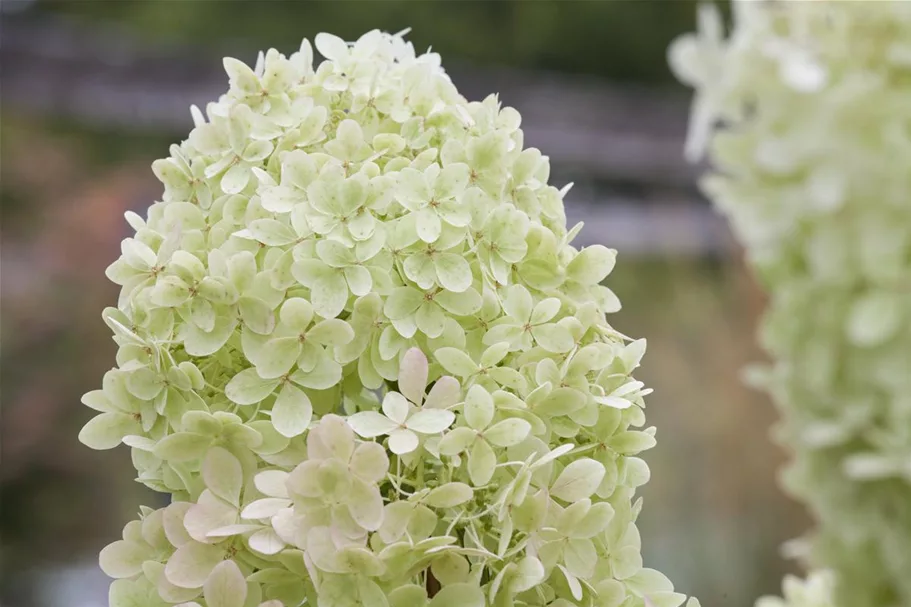 Rispenhortensie 'Limelight' -S- Topf 12 Liter 80- 100