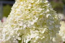 Rispenhortensie 'Limelight' -S- Topf 12 Liter 80- 100