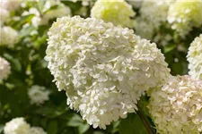 Rispenhortensie 'Limelight' -S- Topf 12 Liter 80- 100