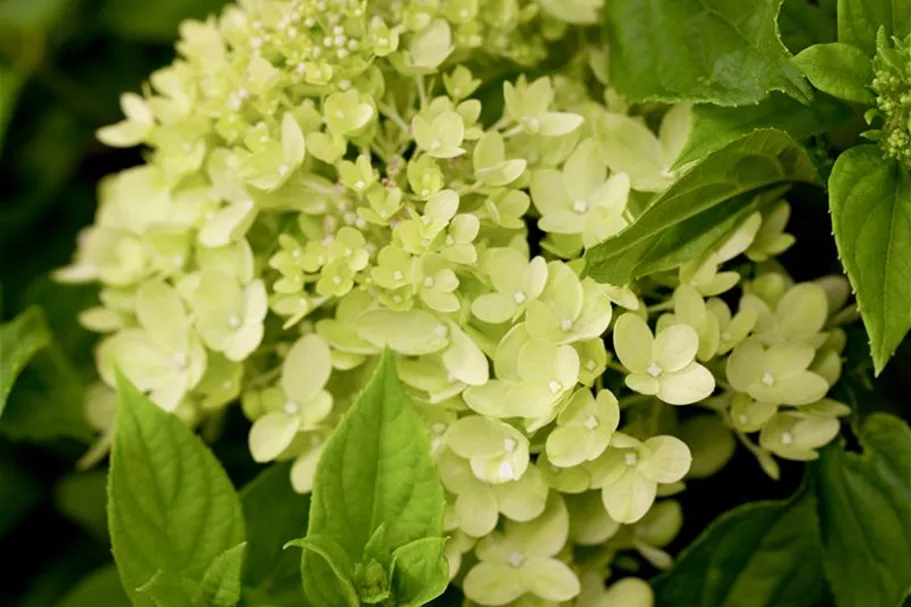 Hydrangea paniculata 'Little Lime'® PW 12 Liter Topf Höhe 60-80