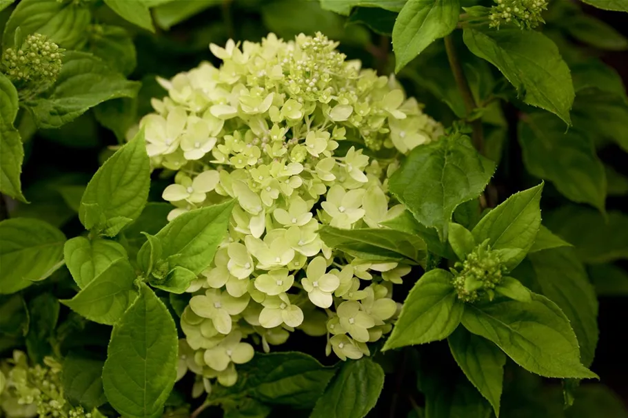 Hydrangea paniculata 'Little Lime'® PW 12 Liter Topf Höhe 60-80