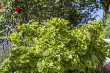 Fächerblattbaum 'Mariken' Stamm Topf 20 Liter Krone mehrj. Stammhöhe. 120-