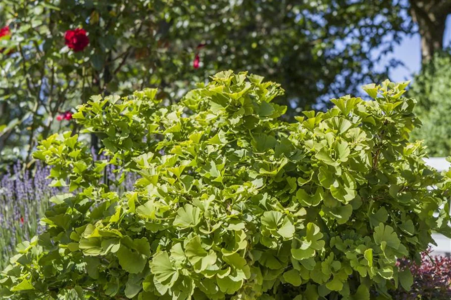 Fächerblattbaum 'Mariken' Stamm Topf 20 Liter Krone mehrj. Stammhöhe. 120-