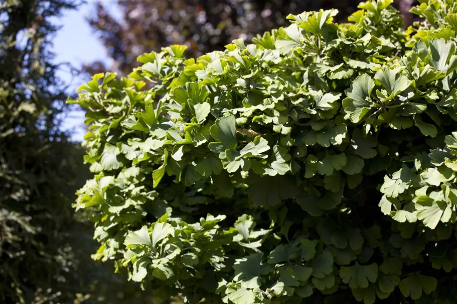 Fächerblattbaum 'Mariken' Stamm Topf 20 Liter Krone mehrj. Stammhöhe. 120-