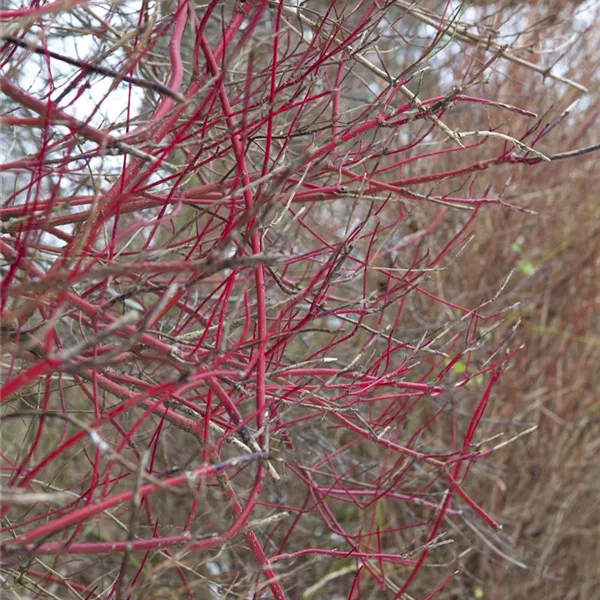 Purpur-Hartriegel 'Sibirica'