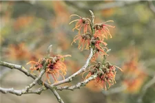 Zaubernuss 'Jelena' Topf 4 Liter 40- 60