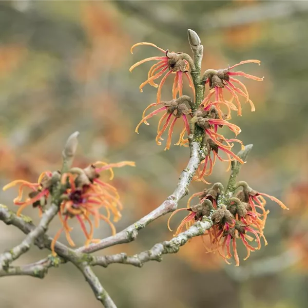 Zaubernuss 'Jelena'