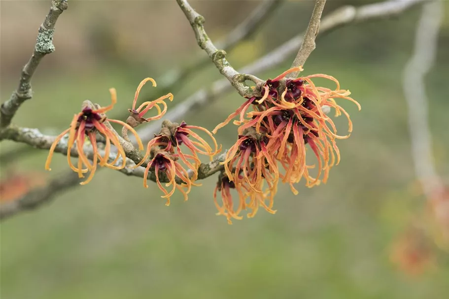 Zaubernuss 'Jelena' Topf 4 Liter 40- 60