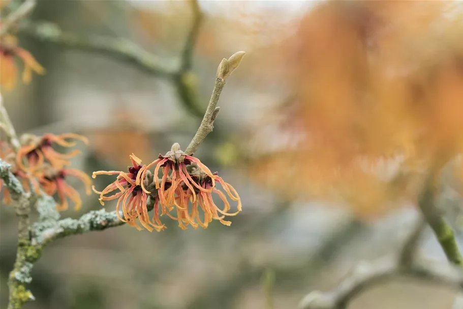 Zaubernuss 'Jelena' Topf 4 Liter 40- 60