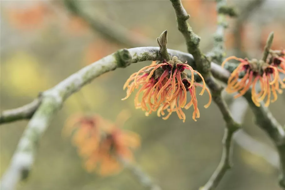 Zaubernuss 'Jelena' Topf 4 Liter 40- 60