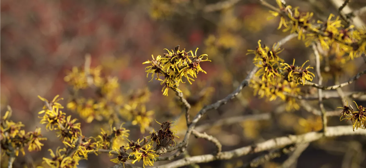 Hamamelis intermedia 'Westerstede' Topf 4 Liter 40- 60